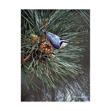 Ron Parker 'Nuthatch On Pine Cone' Canvas Art,24x32